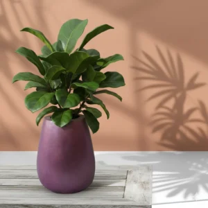 Fiddle Leaf Fig Planter